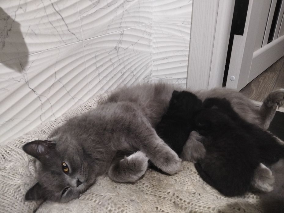 Віддам котят, кошенят, котик