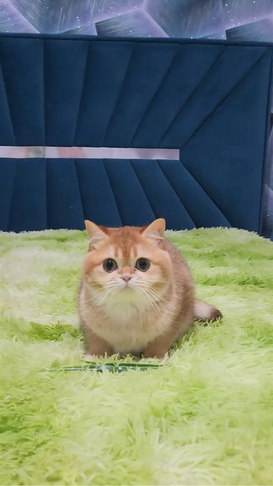 Чарівний британський хлопчик