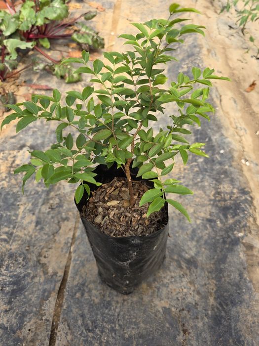 Planta de Jabuticaba Sabara