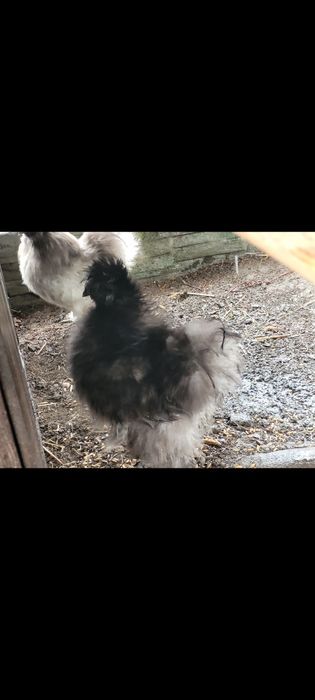 Silka kogut  jedwabista USA młody roczny
