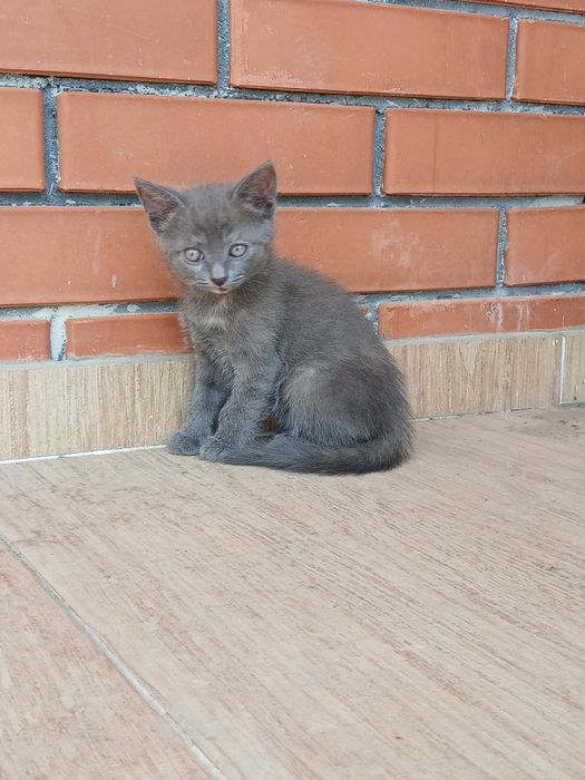 Відам в добрі руки