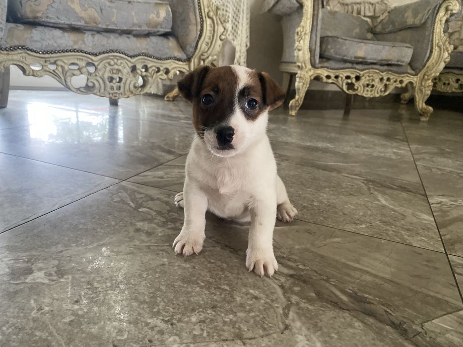 Jack russell terrier piesek