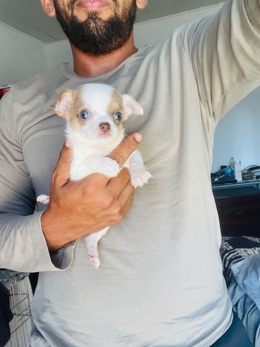 chihuahua fêmea