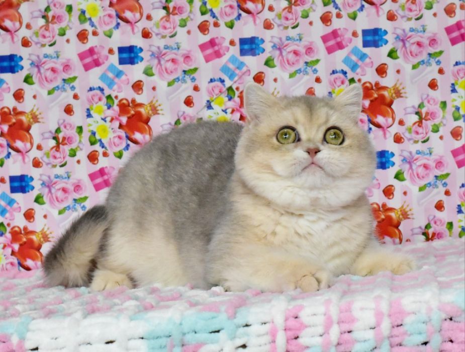 Голубое золото, золотая шиншилла, кошечка, продажа