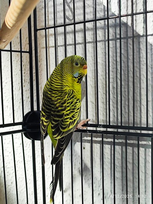 Casal Periquito black face