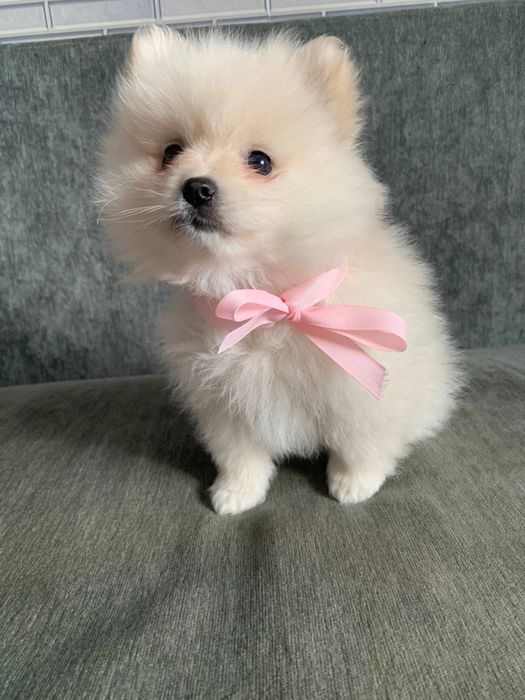 Продам девочки  щпица