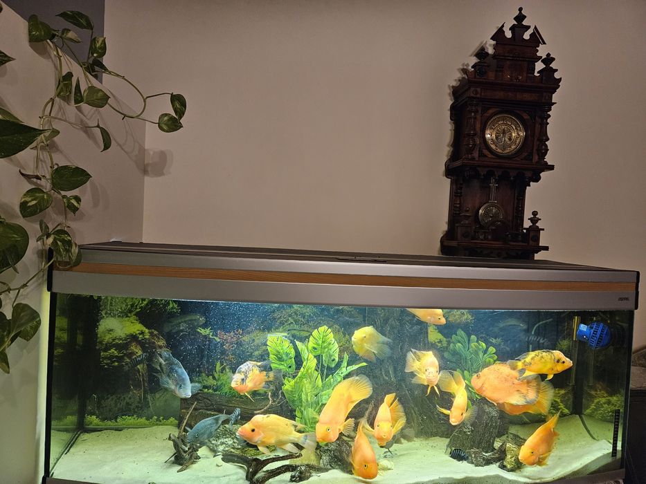 Sprzedam akwarium