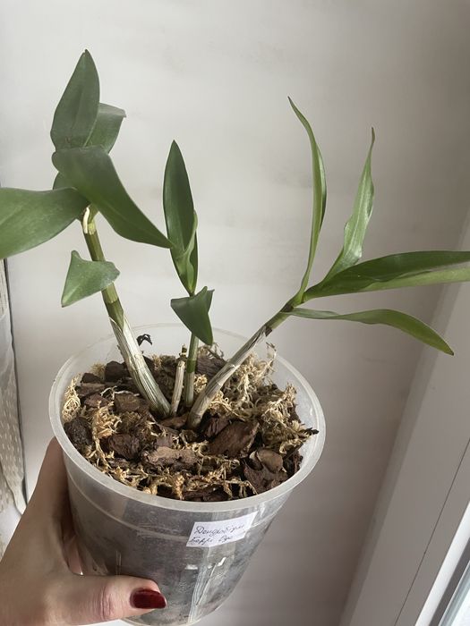 Дендробіум Беррі Ода