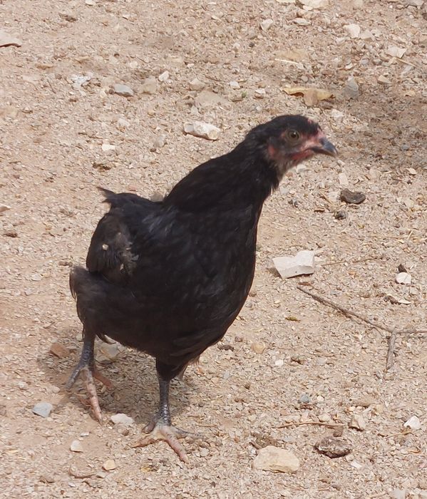 Pintinhos XAustralorp
