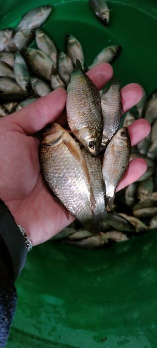 Живець карась в наявності живець
