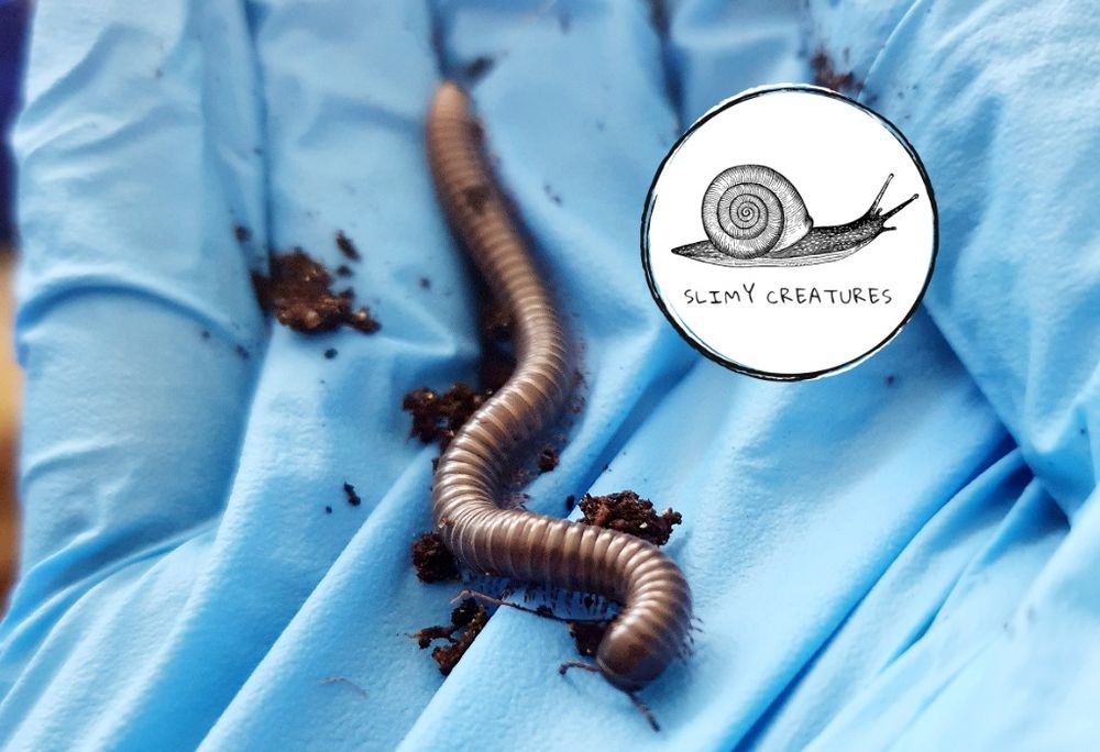 20 szt HURT wij kenijski Telodeinopus aoutii krocionóg