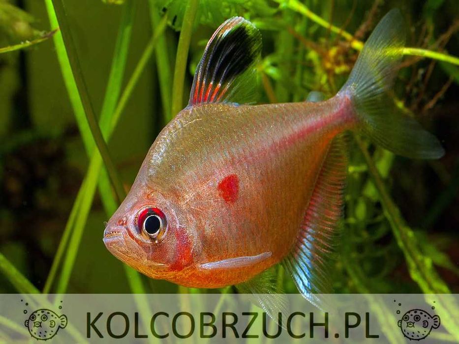 Bystrzyk Pereza - czerwonoplamy - Hyphessobrycon erythrostigma - dowóz