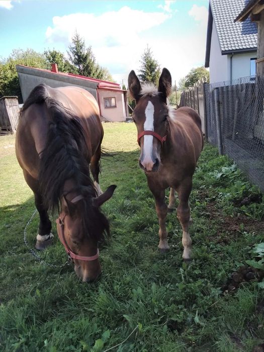 Klacz piecioletnia + źrebie