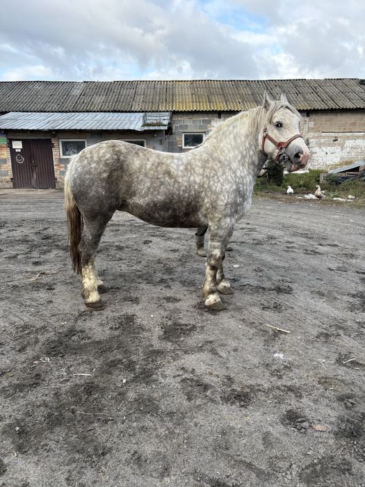 Witam sprzedam klacz