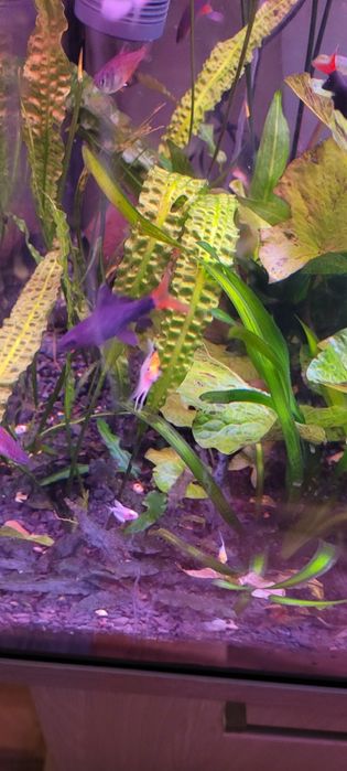 Witam sprzedam labeo