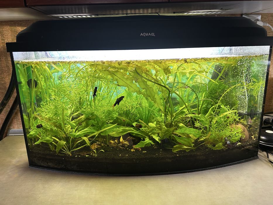 Akwarium Aquael z zyciem i osprzetem cena do ustalenia