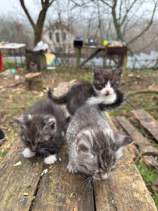 Котики безхатьки яких покинули