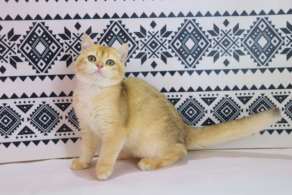 Чудова британська кішечка з вакцинами