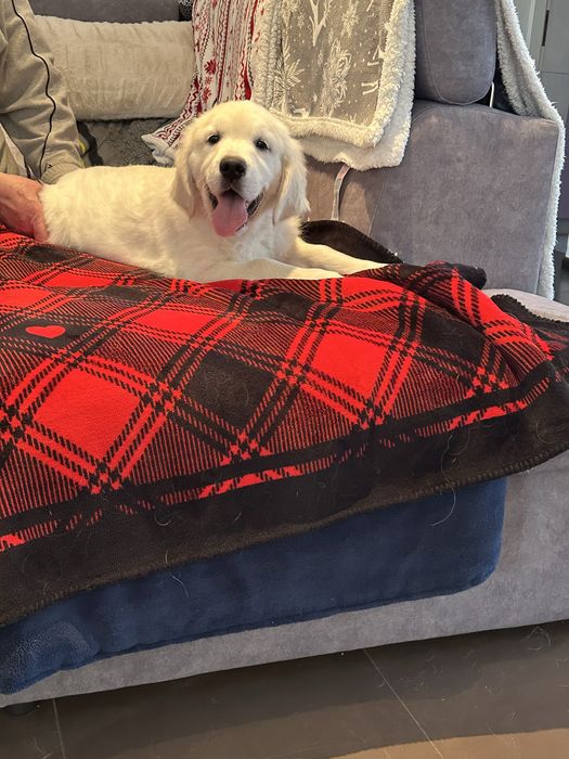 Golden retrever piesek z rodowodem FCI FCI