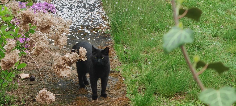 Kotka do adopcji - OGONECZKA, 4 lata