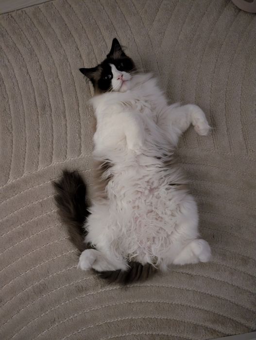 Kot ragdoll 4 letni
