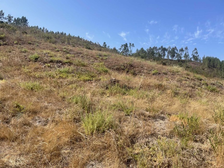 LOTE DE TERRENO - Flor da Rosa - Almalaguês - Coimbra