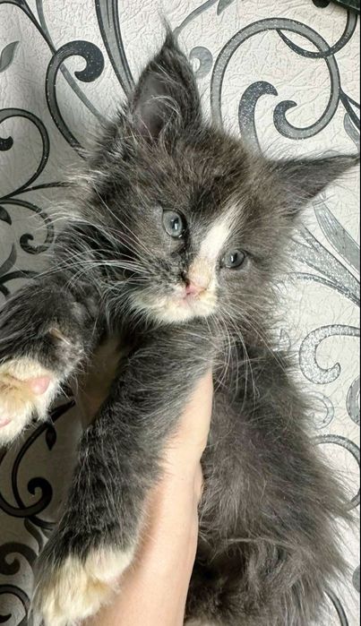 Мейн-кун дівчинка