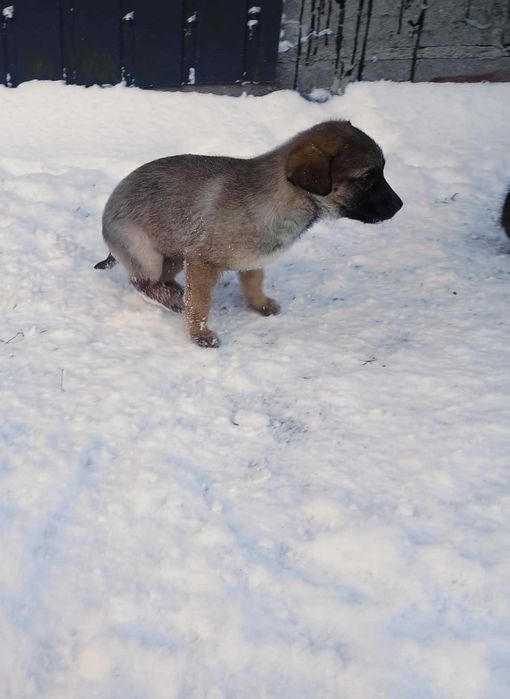Szczeniaki szukaja dobrych domow