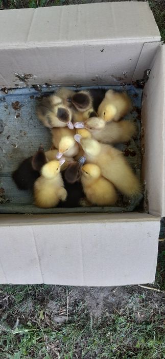 ТЕРМІНОВО!!! Продам індокаченнята