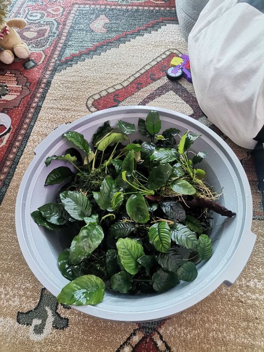 Anubias, rogatek, mech