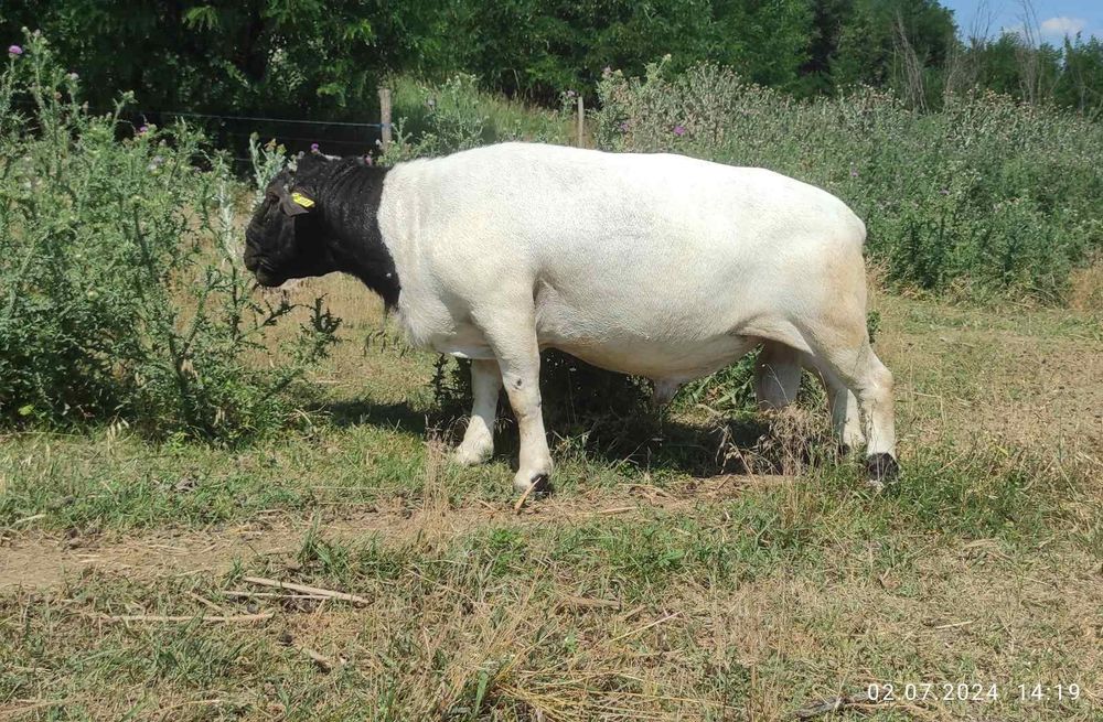 Баранчики дорпер 5 місяців