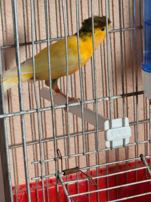 Canarios machos 2023 e 2024