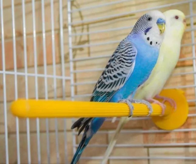 Klatka ,akcesoria dla ptakow