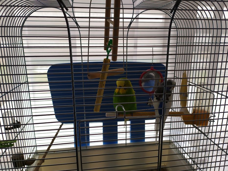 Duża klatka dla papug plus akcesoria