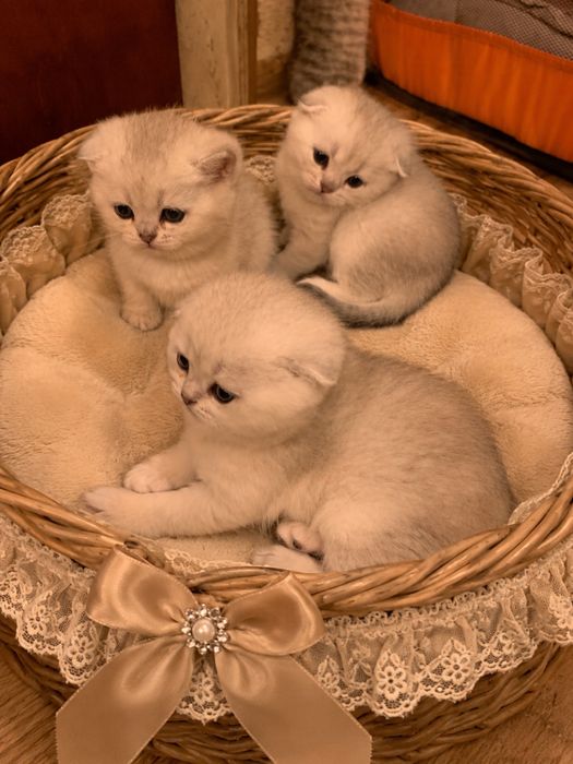 Срібні кошенята бронювання
