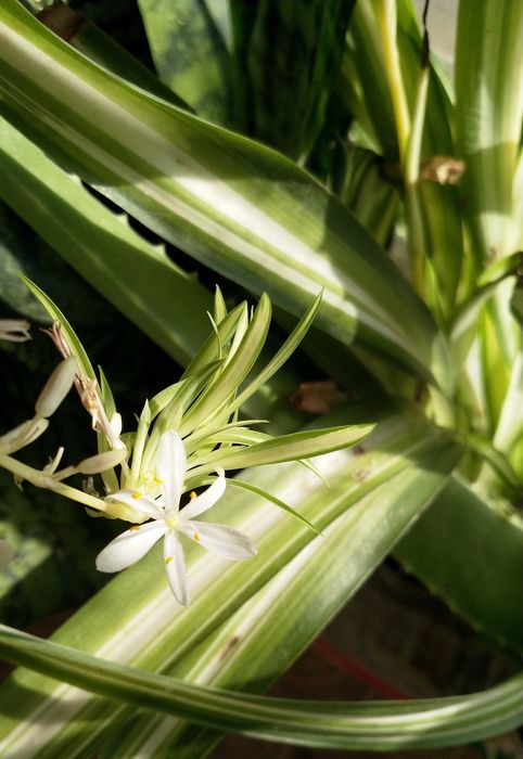 Хлорофитум Океан (chlorophytum ocean)