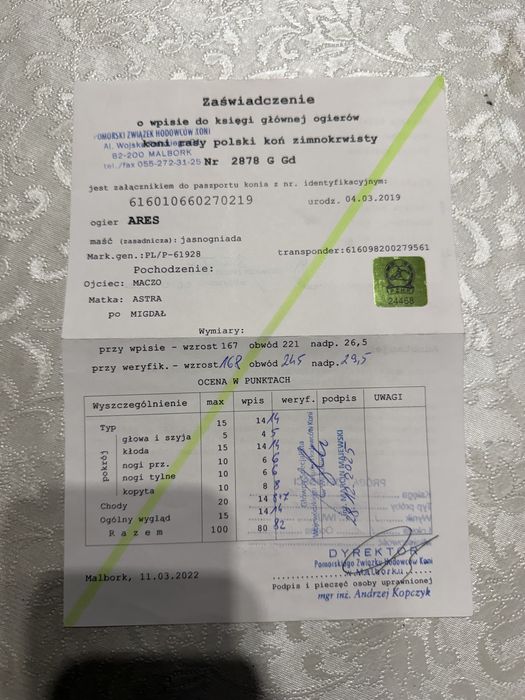 Ogier sztumski zimnokrwisty