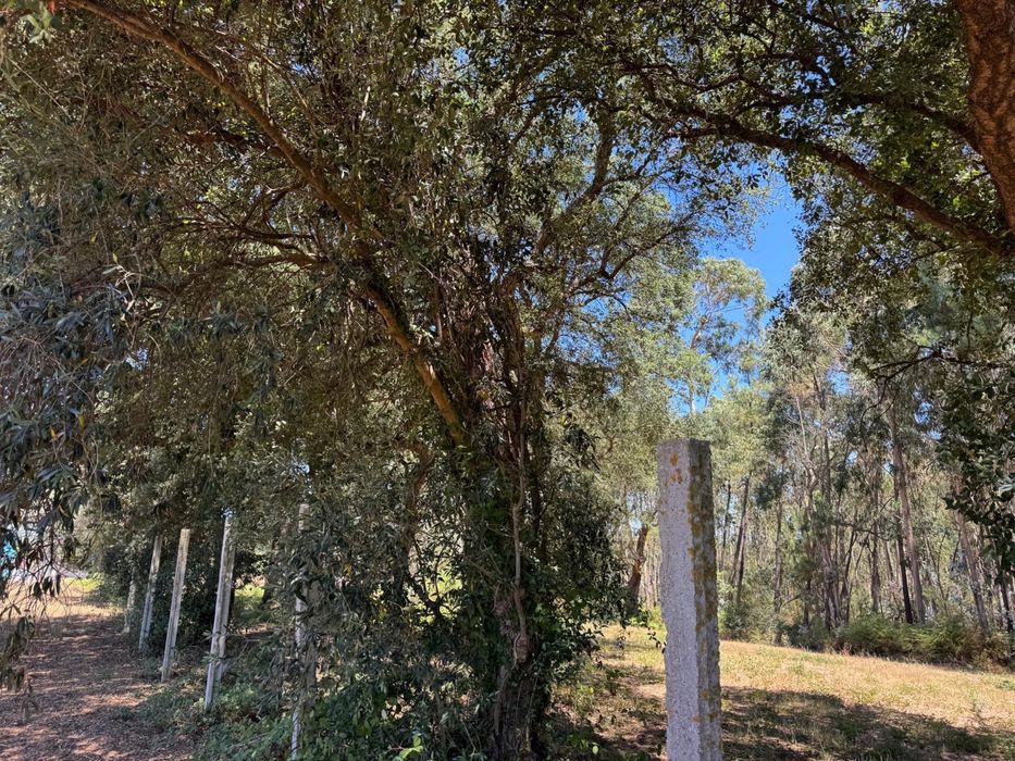 Vendo Arvores Oliveiras