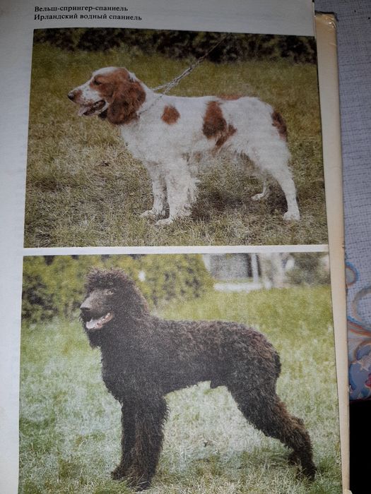 Атлас пород собак