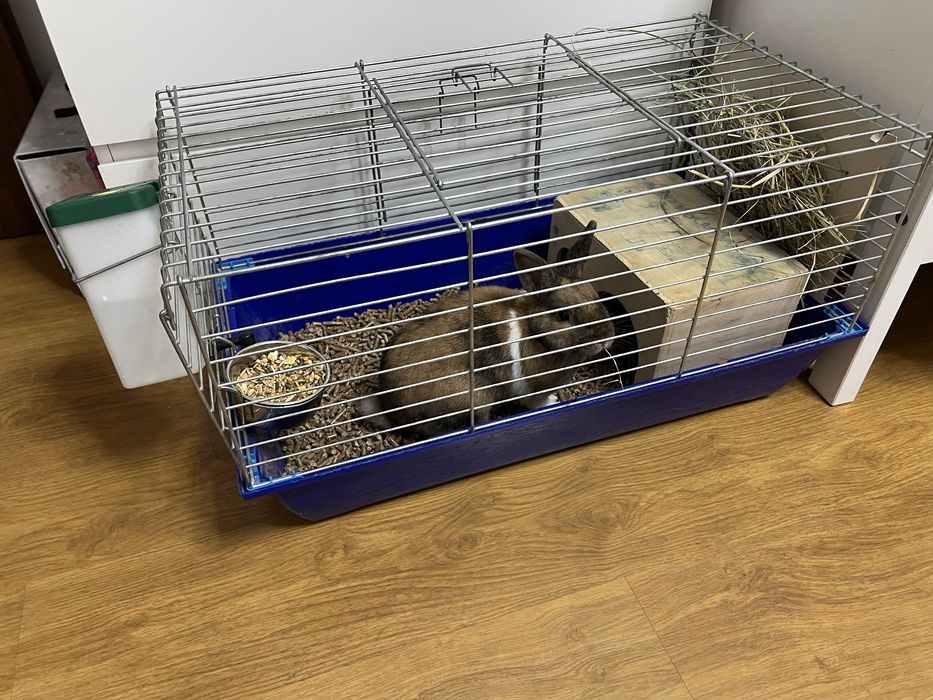 mini królik z dużą klatką sprzedam królika i z wyposażeniem