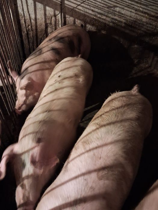 Tuczniki waga 120 do 140sztuki. Możliwość uboju możliwy transport