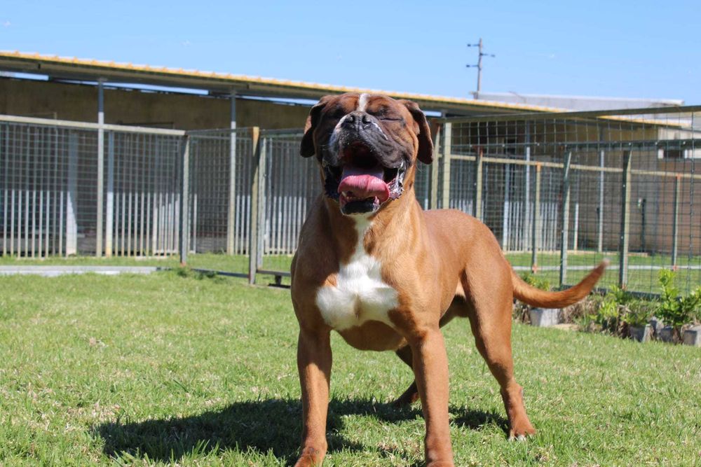 Cachorra Boxer TOP