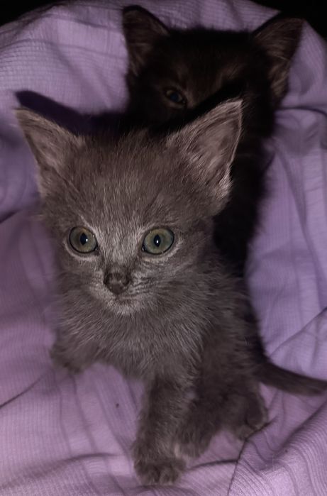 Дві маленькі кішечки принцеси шукають родину!