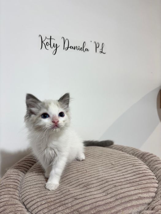 Ragdoll piękna kotka ,,Gaja" do Felinoterapii FPL FIFE