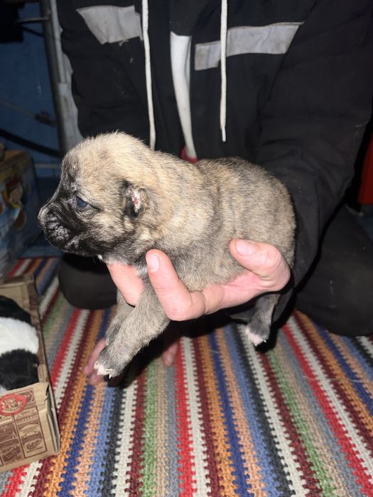 Продам щенков Алабая