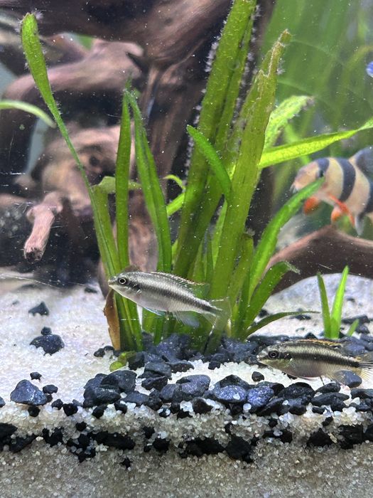 Kribensis (Pelvicachromis pulcher)