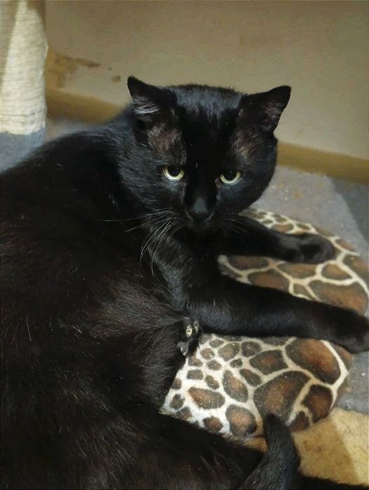 Красиві кото-брюнети чекають на добрих людей