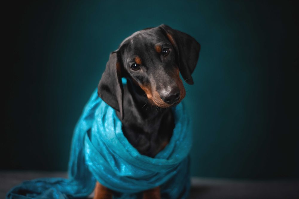 Підрощені такси мініатюрні, КСУ.