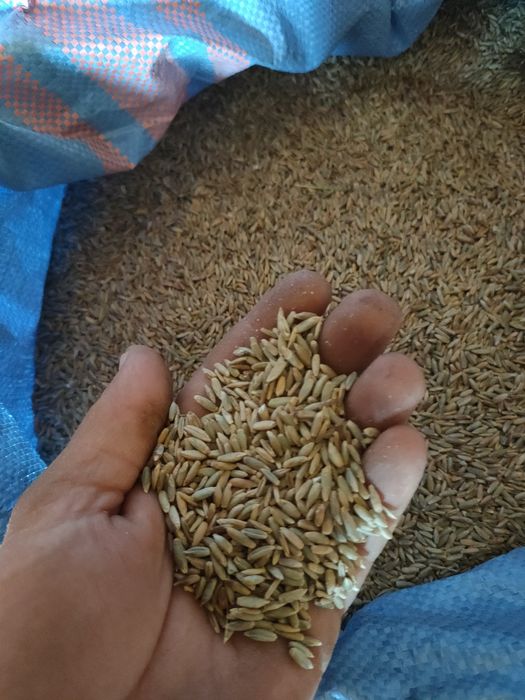 Żyto duńkowskie złote 2025