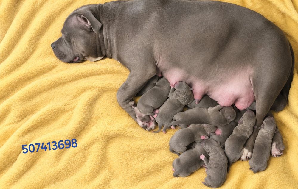 American staffordshire terrier